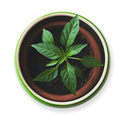 potted plant.png